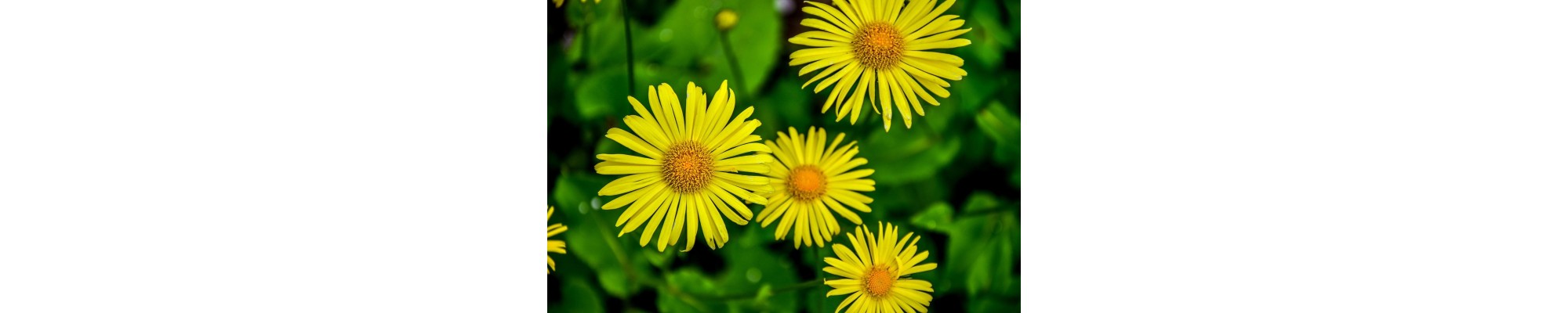 Omieg wschodni (Doronicum orientale)