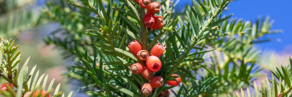 Cis pospolity (Taxus baccata)