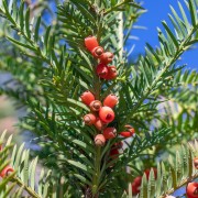 Cis pospolity (Taxus baccata)