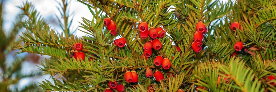 Cis pośredni (Taxus ×media)