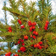 Cis pośredni (Taxus ×media)