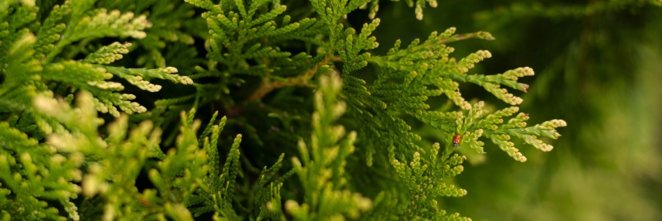 Żywotnik zachodni (Thuja occidentalis)