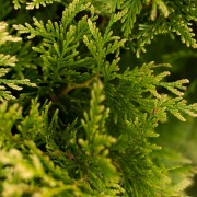 Żywotnik zachodni (Thuja occidentalis)