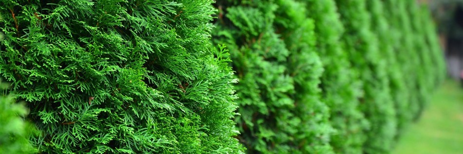 Żywotnik olbrzymi (Thuja plicata)