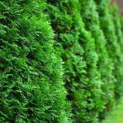 Żywotnik olbrzymi (Thuja plicata)