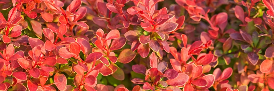 Berberys Thunberga (Berberis thunbergii)
