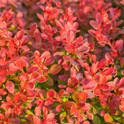 Berberys Thunberga (Berberis thunbergii)