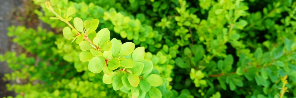 Berberys pośredni (Berberis ×media)