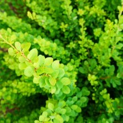 Berberys pośredni (Berberis ×media)