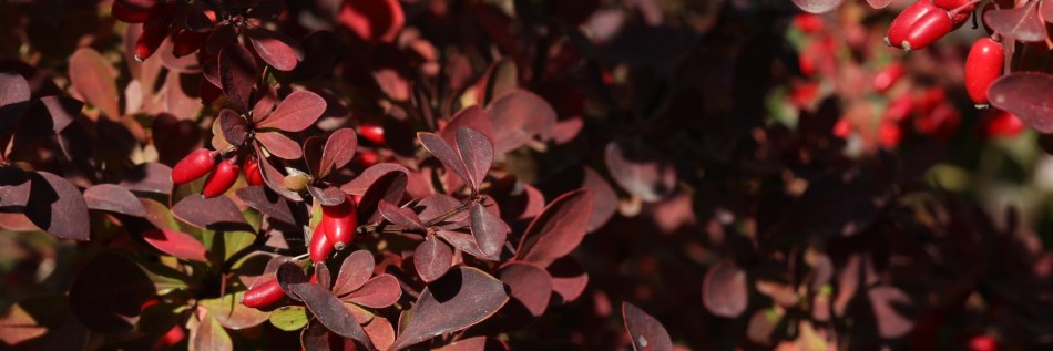 Berberys ottawski (Berberis ×ottawensis)