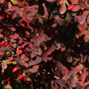 Berberys ottawski (Berberis ×ottawensis)