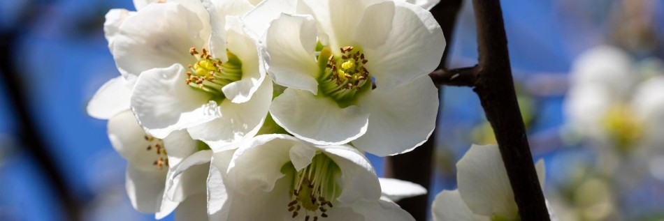 Pigwowiec okazały (Chaenomeles speciosa)