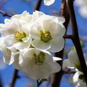 Pigwowiec okazały (Chaenomeles speciosa)
