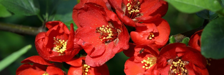 Pigwowiec pośredni (Chaenomeles ×superba)