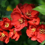 Pigwowiec pośredni (Chaenomeles ×superba)