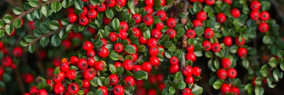 Irga Dammera (Cotoneaster dammeri)