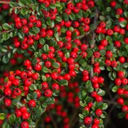 Irga Dammera (Cotoneaster dammeri)