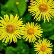 Omieg wschodni (Doronicum orientale)