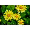 Omieg wschodni (Doronicum orientale)