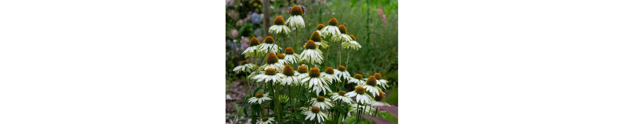 Jeżówka (Echinacei)