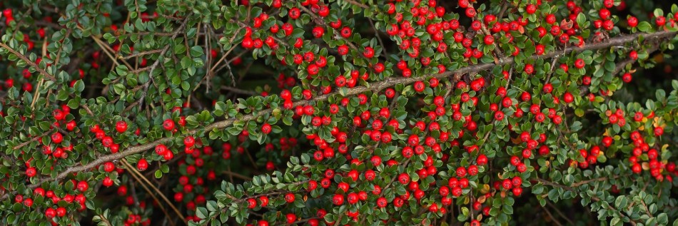 Irga pozioma (Cotoneaster horizontalis)