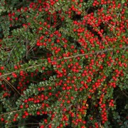 Irga pozioma (Cotoneaster horizontalis)