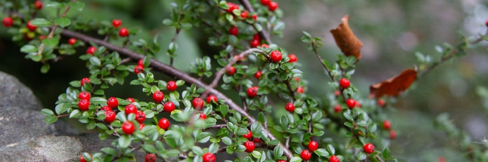Irga płożąca (Cotoneaster procumbens)