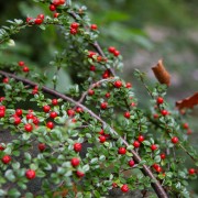 Irga płożąca (Cotoneaster procumbens)