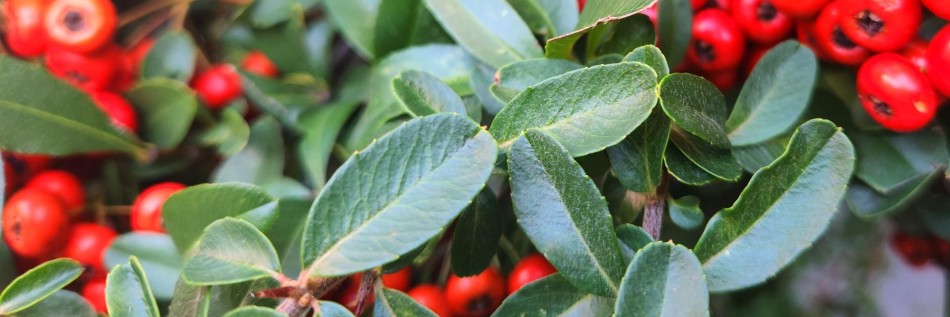 Irga rozesłana (Cotoneaster radicans)