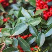 Irga rozesłana (Cotoneaster radicans)