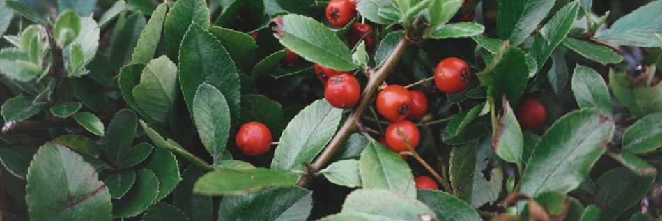 Irga wierzbolistna (Cotoneaster salicifolius)