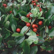 Irga wierzbolistna (Cotoneaster salicifolius)