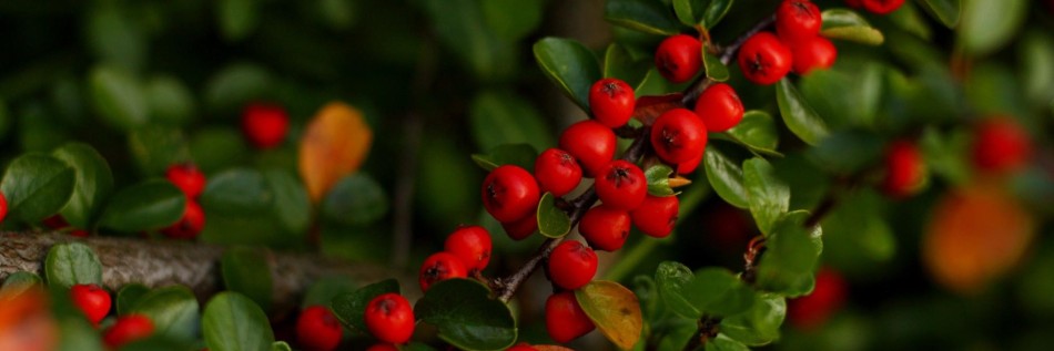 Irga szwedzka (Cotoneaster ×suecicus)