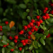 Irga szwedzka (Cotoneaster ×suecicus)
