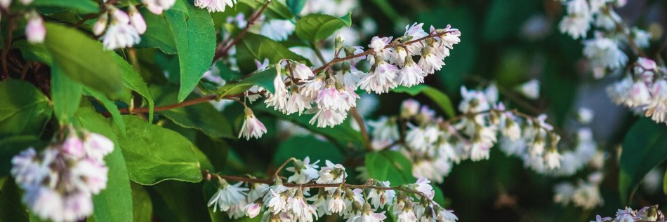 Żylistek karbowany (Deutzia crenata)