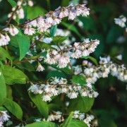 Żylistek karbowany (Deutzia crenata)