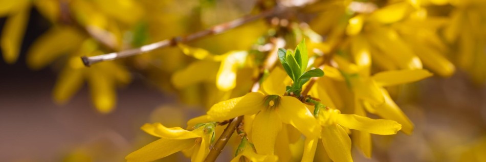 Forsycja pośrednia (Forsythia ×intermedia)