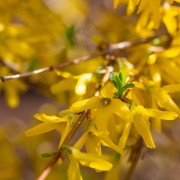 Forsycja pośrednia (Forsythia ×intermedia)