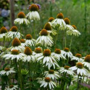 Jeżówka (Echinacei)