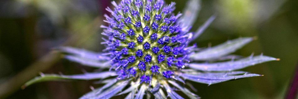 Mikołajek alpejski (Eryngium alpinum)
