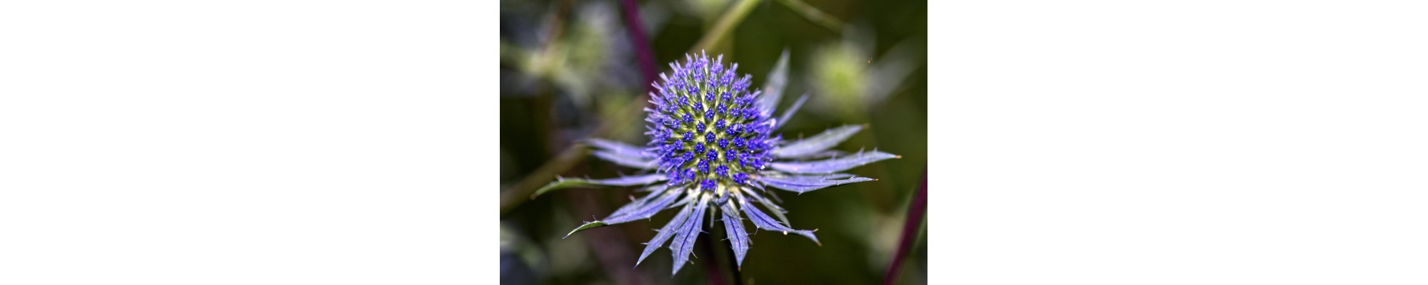 Mikołajek (Eryngium)