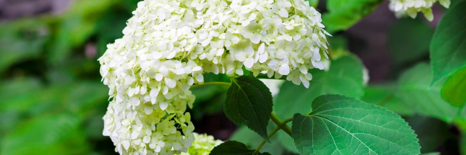 Hortensja krzewiasta (Hydrangea arborescens)