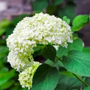 Hortensja krzewiasta (Hydrangea arborescens)