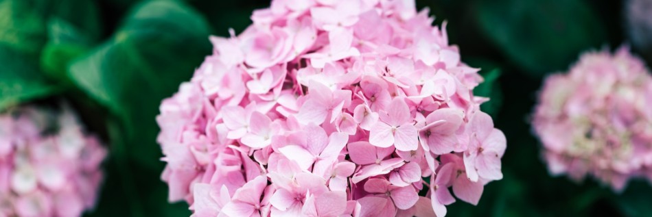 Hortensja ogrodowa (Hydrangea macrophylla)