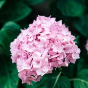 Hortensja ogrodowa (Hydrangea macrophylla)