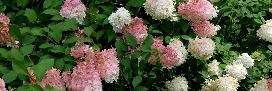 Hortensja bukietowa (Hydrangea paniculata)