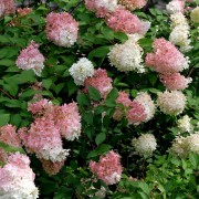 Hortensja bukietowa (Hydrangea paniculata)