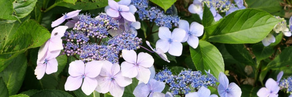 Hortensja piłkowana (Hydrangea serrata)