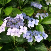 Hortensja piłkowana (Hydrangea serrata)