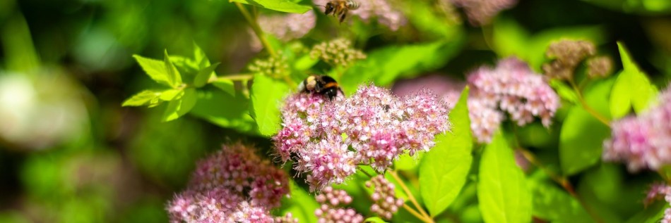Tawuła gęstokwiatowa (Spiraea densiflora)